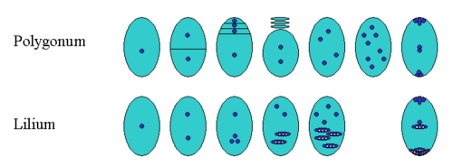 Megagametophyte formation of the genera Polygonum and Lilium. Triploid nuclei are shown as ellipses with three white dots. The first three columns show the meiosis of the megaspore, followed by 1–2 mitoses.