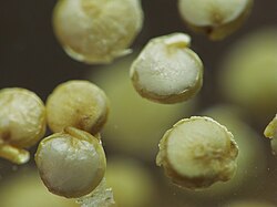 Quinoa seeds