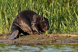 A beaver on a water bank