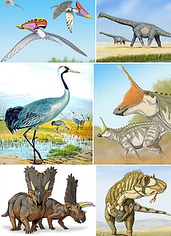 Examples of avemetatarsalians. Clockwise from top-left: Tupuxuara leonardi (a pterosaur), Alamosaurus sanjuanensis, (a sauropod), Tsintaosaurus spinorhinus (an ornithopod), Daspletosaurus torosus (a tyrannosaurid), Pentaceratops sternbergii (a ceratopsian), and Grus grus (a neornithian).