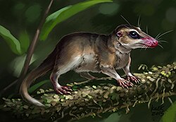 Agilodocodon