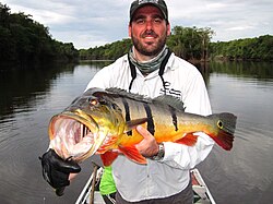 Sport fisherman holding peacock bass in the Amazon basin