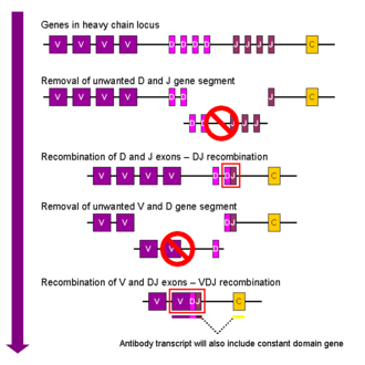 Simplified overview of V(D)J recombination of immunoglobulin heavy chains