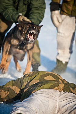 Attack dog serving with the Garrison of Sør-Varanger of the Norwegian Army during a simulated arrest, 9 March 2008