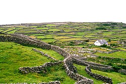 Seaweed-fertilized gardens on Inisheer