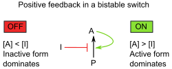 Positive feedback is a mechanism by which an output, such as protein levels, is enhanced. However, in order to avoid any fluctuation in the protein level, the mechanism is inhibited stochastically (I); therefore, when the concentration of the activated protein (A) is past the threshold ([I]), the loop mechanism is activated and the concentration of A increases exponentially if d[A]=k [A].