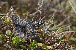 Vipera berus was named Coluber berus in 1758.