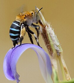 Long-tongued bees and long-tubed flowers coevolved, whether pairwise or "diffusely" in groups known as guilds.[49]