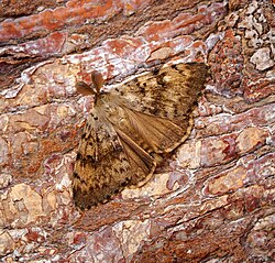 Spongy moth