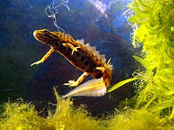 The Smooth Newt was named Lacerta vulgaris, Lacerta palustris and Lacerta aquatica in 1758.