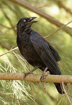 Australian raven, Corvus coronoides