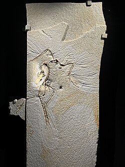 The Chicago Archaeopteryx