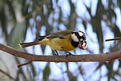 Male eastern shriketit eating a caterpillar