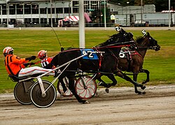 Standardbred horses harness racing