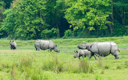Rhino in Kaziranga National Park