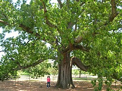 Brearley Oak (May 2013)
