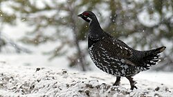A spruce grouse in Ontario, Canada