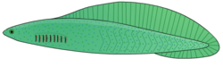 Haikouichthys, a primitive craniate