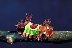 The saddleback caterpillar has urticating hair and aposematic colouring.