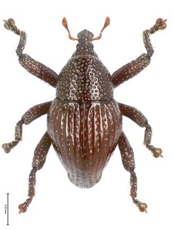Trigonopterus attenboroughi