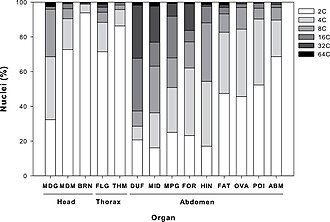 Organ-specific patterns of endopolyploidy (from 2x to 64x) in the giant ant Dinoponera australis