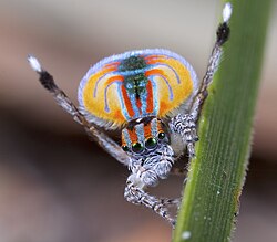 Peacock spider males perform courtship dances that display their boldly patterned chelicerae, legs, and abdomens. Females are cryptic brown.