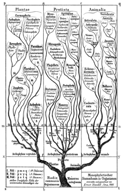 Early phylogenetic tree by Haeckel, 1866. Groups once thought to be more advanced, such as birds ("Aves"), are placed at the top.