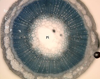 Flax stem cross-section, showing locations of underlying tissues. Ep = epidermis; C = cortex; BF = bast fibres; P = phloem; X = xylem; Pi = pith