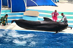 SeaWorld pilot whale with trainers
