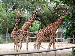 Giraffes at the African Savanna