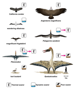 Soaring styles in extinct and extant flyers. Frigatebirds are marked as thermal soarers.