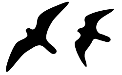 Silhouette in normal flight (left) and at the start of a stoop (right)