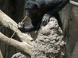 A bonobo fishing for termites with a stick