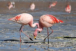 James's flamingos at Laguna Colorada in Bolivia