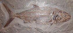 Fossil of the Jurassic †pachycormiform †Pachycormus curtus