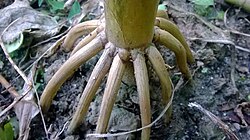 Stilt roots of maize plant