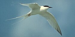 A roseate tern uses its low wing loading and high aspect ratio to achieve low speed flight.