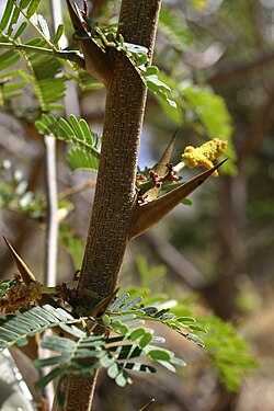 The large and directly defensive thorn-like stipules of Vachellia collinsii are hollow, offering shelter for ants, which further protect the plant against herbivores.