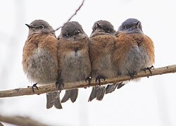 During cold weather, many animals increase their thermal inertia by huddling.