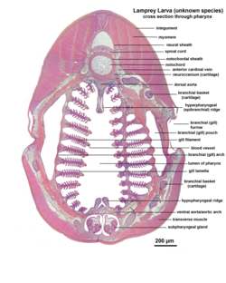 Microscopic cross section through the pharynx of a larva from an unknown lamprey species