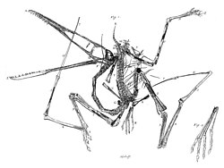 Engraving of the original Pterodactylus antiquus specimen by Egid Verhelst II, 1784