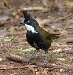 Eastern whipbird (Psophodes olivaceus)