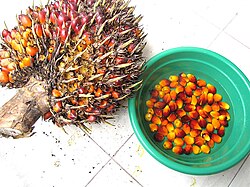 An oil palm stem, weighing about 10 kg, with some of its fruits picked
