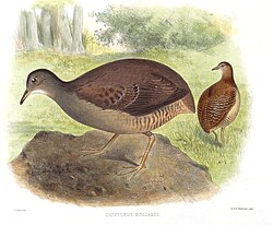 Slaty-breasted tinamous are found in tropical lowland forests