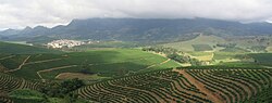 Coffee plantation in the State of Minas Gerais which employed Italians