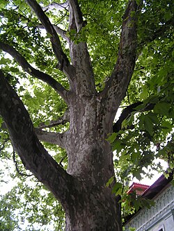 The London plane Platanus × hispanica, is a natural hybrid, popular for street planting.
