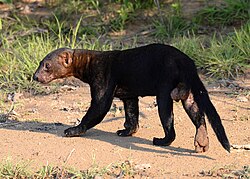 Tayras prey on tropical forest tinamous.