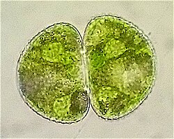 The desmid Cosmarium botrytis is a single cell.