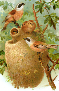 Nest of Eurasian penduline tit (Remiz pendulinus) (University of Hamburg)