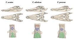 Skulls and scutes of American, Nile and Saltwater crocodiles, with post-occipital scutes highlighted in red, nuchal shield in blue and dorsal scutes in green